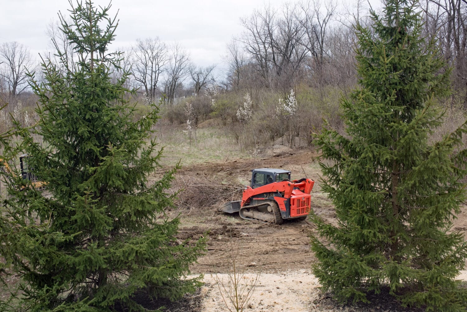 bobcat clearing area of land